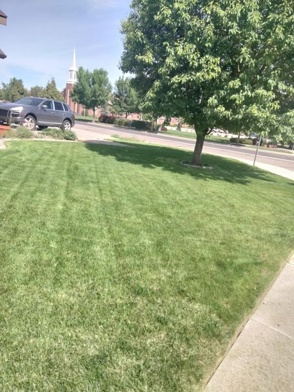 Striped green front lawn with a shade tree, freshly mowed