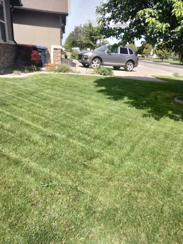 Freshly mowed front lawn with clean stripes next to a house and driveway